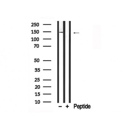 Western blot analysis of PLC 2 in lysates of HepG2 , using PLC 2 Antibody(AF7738).