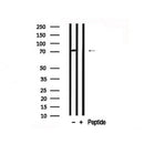 Western blot analysis of Synapsin-1 in lysates of HeLa , using Synapsin-1 Antibody(AF7745).