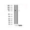 Western blot analysis of Synapsin-1 in lysates of HeLa , using Synapsin-1 Antibody(AF7745).