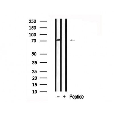 Western blot analysis of Synapsin-1 in lysates of HeLa , using Synapsin-1 Antibody(AF7745).