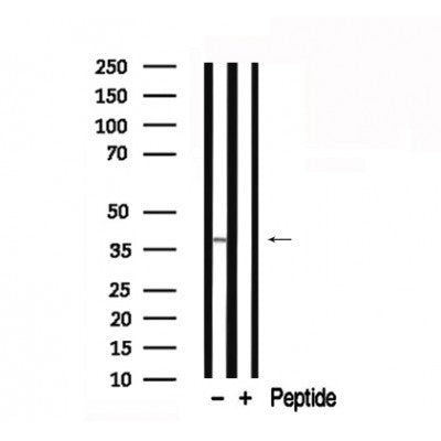 Western blot analysis of extracts of mouse brain tissue sample,using PKA CAT Antibody(AF7746).