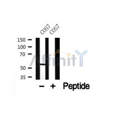 Western blot analysis of GABA-RB in lysates of COS7, using GABA-RB Antibody(AF7751).