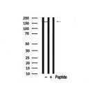 Western blot analysis of PLCG1 in lysates of COS7 , using PLCG1 Antibody(AF7753).