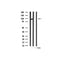 AF3267 staining SW626 by IF/ICC. The sample were fixed with PFA and permeabilized in 0.1% Triton X-100,then blocked in 10% serum for 45 minutes at 25¡ãC. The primary antibody was diluted at 1/200 and incubated with the sample for 1 hour at 37¡ãC. An  Alexa Fluor 594 conjugated goat anti-rabbit IgG (H+L) Ab, diluted at 1/600, was used as the secondary antibod