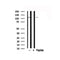 Western blot analysis of c-Cbl in lysates of HeLa , using c-Cbl Antibody(AF7764).