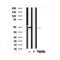 Western blot analysis of GATA3 in lysates of Jurkat  , using GATA3 Antibody(AF7771).