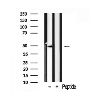 Western blot analysis of GATA3 in lysates of Jurkat  , using GATA3 Antibody(AF7771).
