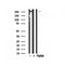 Western blot analysis of Rpb1 CTD in lysates of COS7  , using Rpb1 CTD Antibody(AF7772).