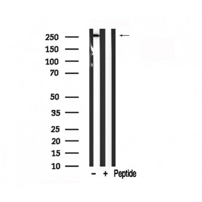 Western blot analysis of Rpb1 CTD in lysates of COS7  , using Rpb1 CTD Antibody(AF7772).