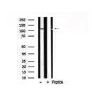 Western blot analysis of EPHA2 in lysates of NIH/3T3?, using EPHA2 Antibody(AF7782).