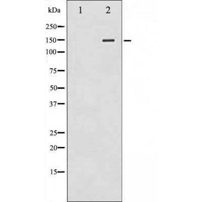 AF3270 at 1/100 staining human colon tissue sections by IHC-P. The tissue was formaldehyde fixed and a heat mediated antigen retrieval step in citrate buffer was performed. The tissue was then blocked and incubated with the antibody for 1.5 hours at 22¡ãC. An HRP conjugated goat anti-rabbit antibody was used as the secondary