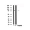 Western blot analysis of WEE1 in lysates of 293, using WEE1 Antibody(AF7791).