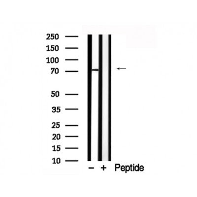 Western blot analysis of WEE1 in lysates of 293, using WEE1 Antibody(AF7791).