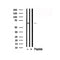 Western blot analysis of cdc25C in lysates of RAW264.7, using cdc25C Antibody(AF7792).