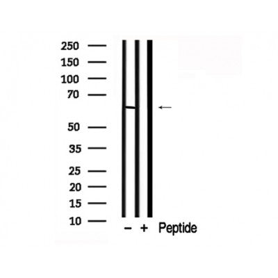 Western blot analysis of cdc25C in lysates of RAW264.7, using cdc25C Antibody(AF7792).