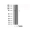 Western blot analysis of Merlin in lysates of NIH-3T3  , using Merlin Antibody(AF7796).