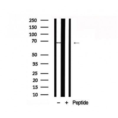 Western blot analysis of Merlin in lysates of NIH-3T3  , using Merlin Antibody(AF7796).