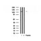 Western blot analysis of FLT3 in lysates of COS7  , using FLT3 Antibody(AF7798).