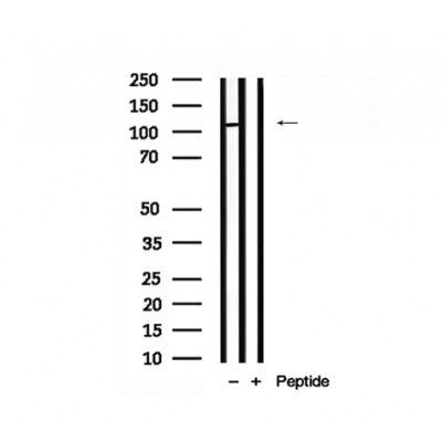 Western blot analysis of FLT3 in lysates of COS7  , using FLT3 Antibody(AF7798).