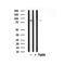 Western blot analysis of STAT3 in lysates of LOVO , using STAT3 Antibody(AF7800).