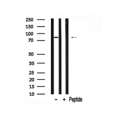 Western blot analysis of STAT3 in lysates of LOVO , using STAT3 Antibody(AF7800).