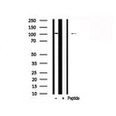Western blot analysis of GluR1 in lysates of COLO205 , using GluR1 Antibody(AF7802).