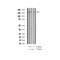 AF3275 staining COS7 by IF/ICC. The sample were fixed with PFA and permeabilized in 0.1% Triton X-100,then blocked in 10% serum for 45 minutes at 25¡ãC. The primary antibody was diluted at 1/200 and incubated with the sample for 1 hour at 37¡ãC. An  Alexa Fluor 594 conjugated goat anti-rabbit IgG (H+L) Ab, diluted at 1/600, was used as the secondary antibod