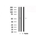 Western blot analysis of WASP in lysates of HepG2, using WASP Antibody(AF7804).