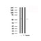Western blot analysis of WASP in lysates of HepG2, using WASP Antibody(AF7804).