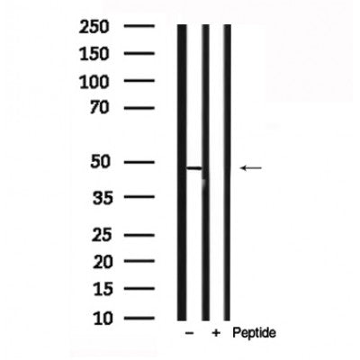 Western blot analysis of MAPKAPK-2 in lysates of NIH-3T3, using MAPKAPK-2 Antibody(AF7809).