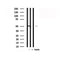 Western blot analysis of  -Arrestin 1 in lysates of Jurkat?, using  -Arrestin 1 Antibody(AF7810).