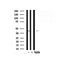 Western blot analysis of C/EBP in lysates of HepG2 , using C/EBP Antibody(AF7811).
