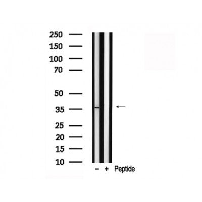 Western blot analysis of extracts of Rat testis tissue sample,using EFNB1/2 Antibody(AF7821).