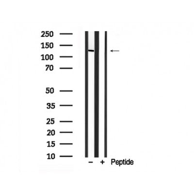 Western blot analysis of ATP-Citrate Lyase in lysates of COS7  , using ATP-Citrate Lyase Antibody(AF7823).