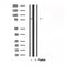 Western blot analysis of LIMK2 in lysates of NIH-3T3  , using LIMK2 Antibody(AF7824).