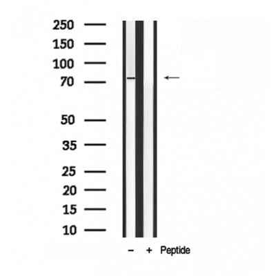 Western blot analysis of LIMK2 in lysates of NIH-3T3  , using LIMK2 Antibody(AF7824).