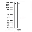 Western blot analysis of extracts of Mouse hippocampal tissue sample,using Afadin Antibody .