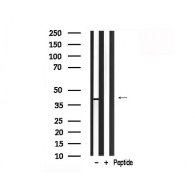 Western blot analysis of CXCR4 in lysates of HuvEc  , using CXCR4 Antibody(AF7829).