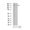AF3280 staining K562 by IF/ICC. The sample were fixed with PFA and permeabilized in 0.1% Triton X-100,then blocked in 10% serum for 45 minutes at 25¡ãC. The primary antibody was diluted at 1/200 and incubated with the sample for 1 hour at 37¡ãC. An  Alexa Fluor 594 conjugated goat anti-rabbit IgG (H+L) Ab, diluted at 1/600, was used as the secondary antibod