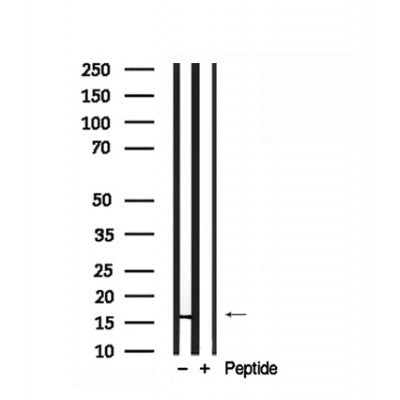 Western blot analysis of Histone H3 in lysates of COLO205, using Histone H3 Antibody(AF7836).