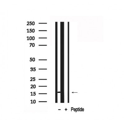 Western blot analysis of Histone H3 in lysates of COLO205, using Histone H3 Antibody(AF7837).