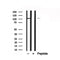 Western blot analysis of extracts of human brain? tissue sample,using PSD95 Antibody(AF7839).