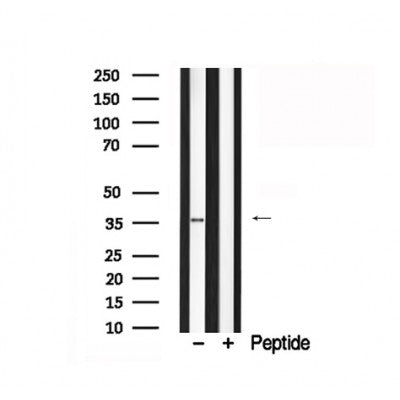 Western blot analysis of extracts of mouse brain tissue sample,using EFNB1 Antibody(AF7840).