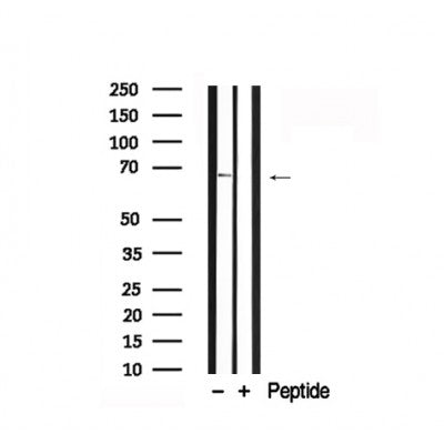 Western blot analysis of FoxO4 in lysates of HuvEc , using FoxO4 Antibody(AF7841).