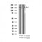 AF3281 staining K562 by IF/ICC. The sample were fixed with PFA and permeabilized in 0.1% Triton X-100,then blocked in 10% serum for 45 minutes at 25¡ãC. The primary antibody was diluted at 1/200 and incubated with the sample for 1 hour at 37¡ãC. An  Alexa Fluor 594 conjugated goat anti-rabbit IgG (H+L) Ab, diluted at 1/600, was used as the secondary antibod