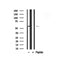 Western blot analysis of MEF2A in lysates of HeLa , using MEF2A Antibody(AF7844).