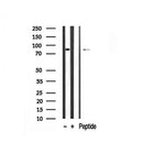 Western blot analysis of PKC  in lysates of HeLa , using PKC  Antibody(AF7845).