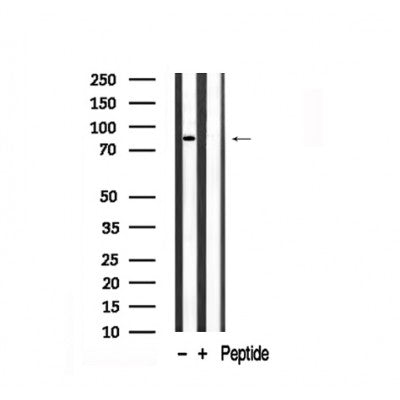 Western blot analysis of PKC  in lysates of HeLa , using PKC  Antibody(AF7845).