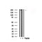 Western blot analysis of eIF4G in lysates of 293T?, using eIF4G Antibody(AF7850).