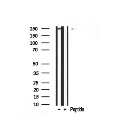Western blot analysis of eIF4G in lysates of 293T?, using eIF4G Antibody(AF7850).